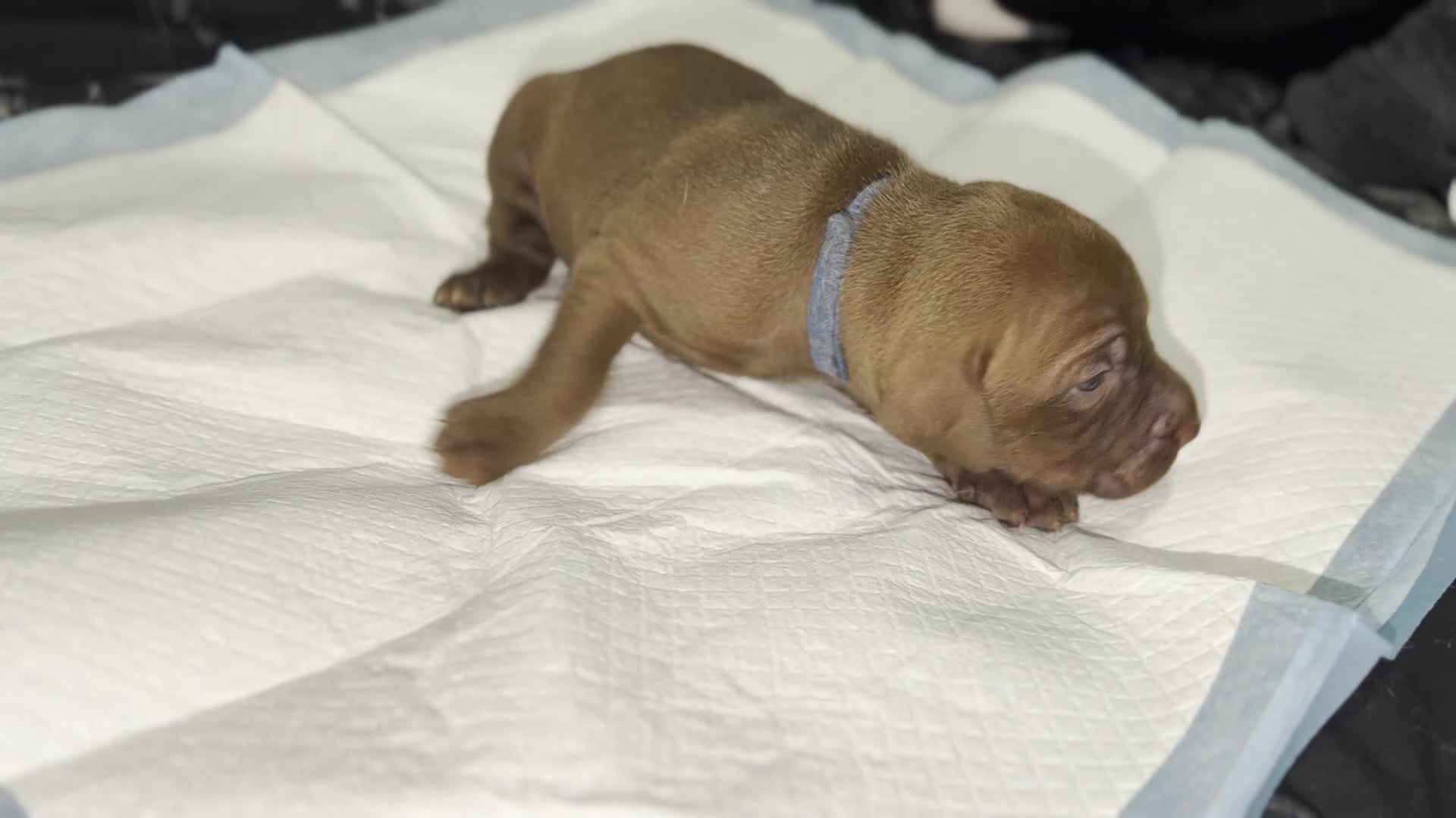 Mixed Breed dogs for sale: Beautiful Staffy/Viszla Puppies for Loving Homes - Video 1