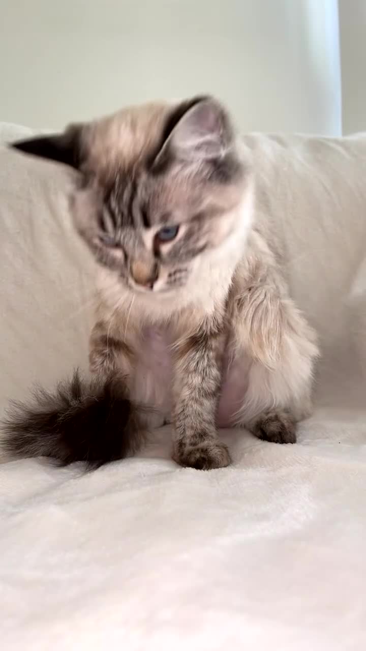 Ragdoll cats for sale: Blue eyed Ragdoll in Manchester - Video 2