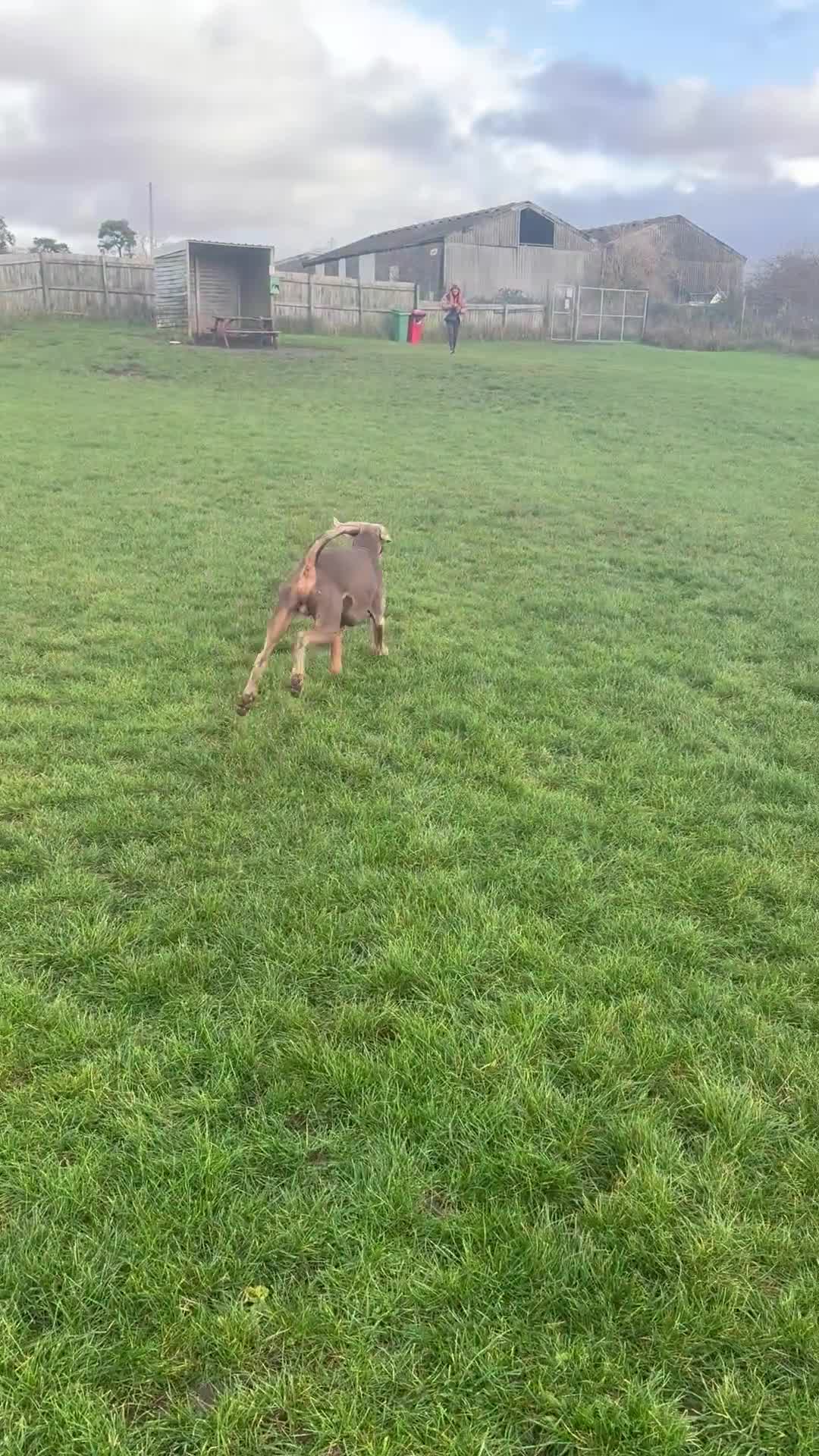 Dobermann dogs for sale: Doberman for rehoming  - Video 2