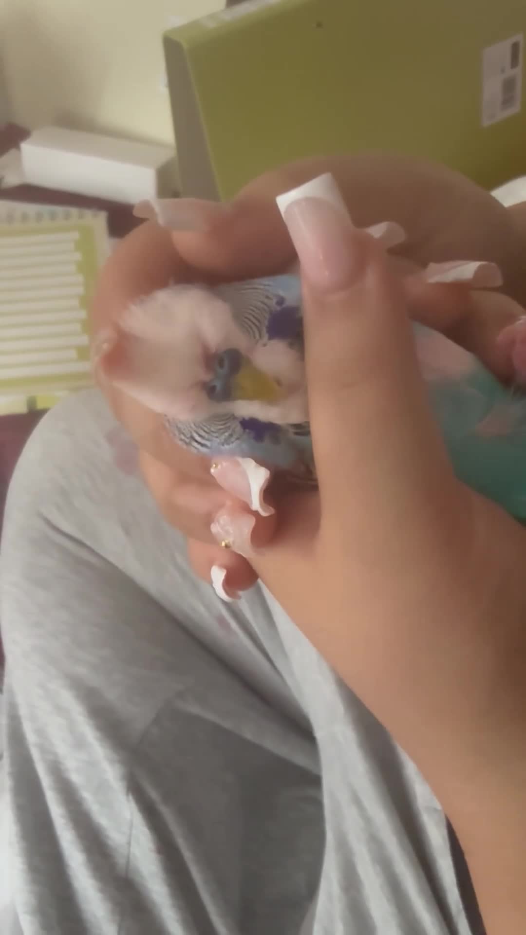 Budgerigars birds for sale: Four beautiful budgies🩵 comes with a cage - Video 4