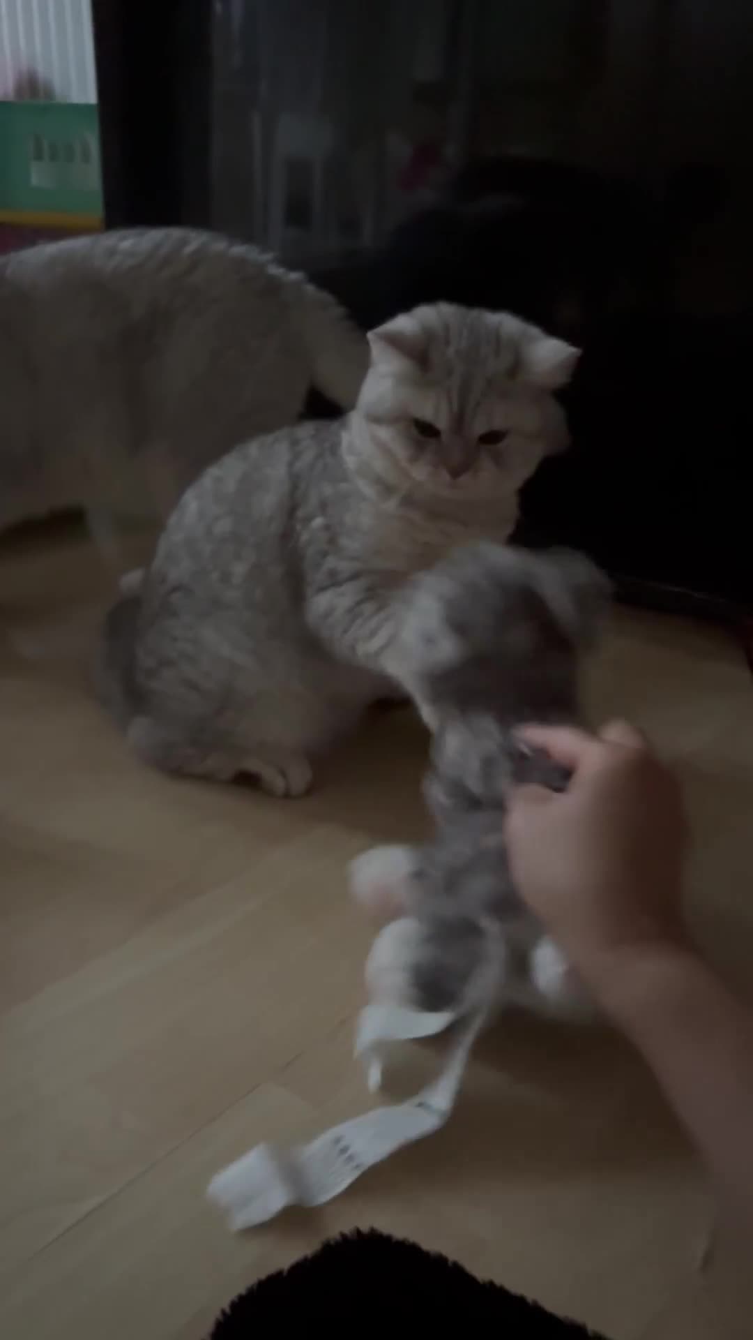 British Shorthair cats for sale: Adorable 2 Kittens Looking for Their Forever Homes in London - Video 1