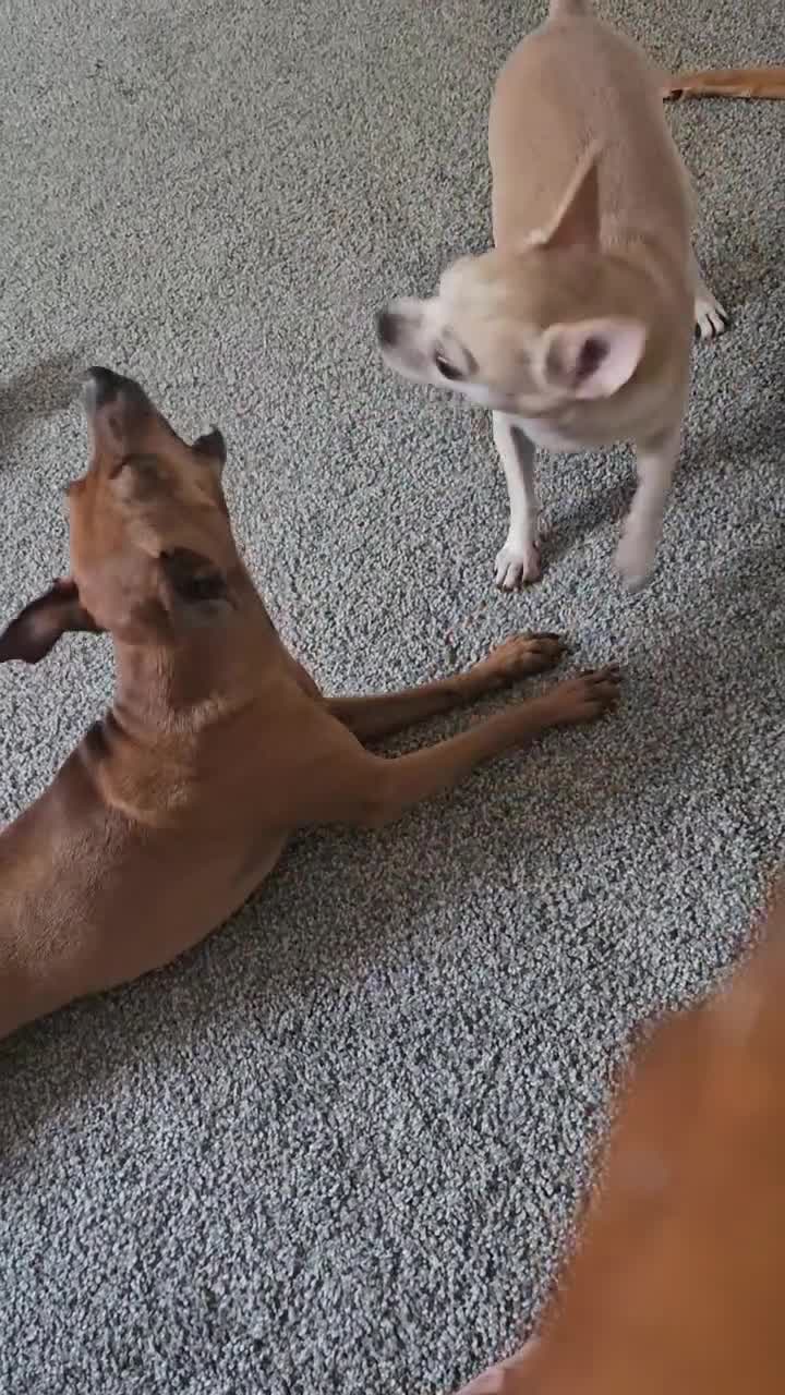 Miniature Pinscher dogs for stud: Terminator the mini pin in Dukinfield - Video 1