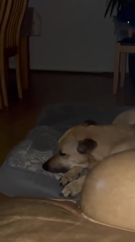 Mixed Breed dogs for adoption: Mimi is searching for her forever family - Video 4