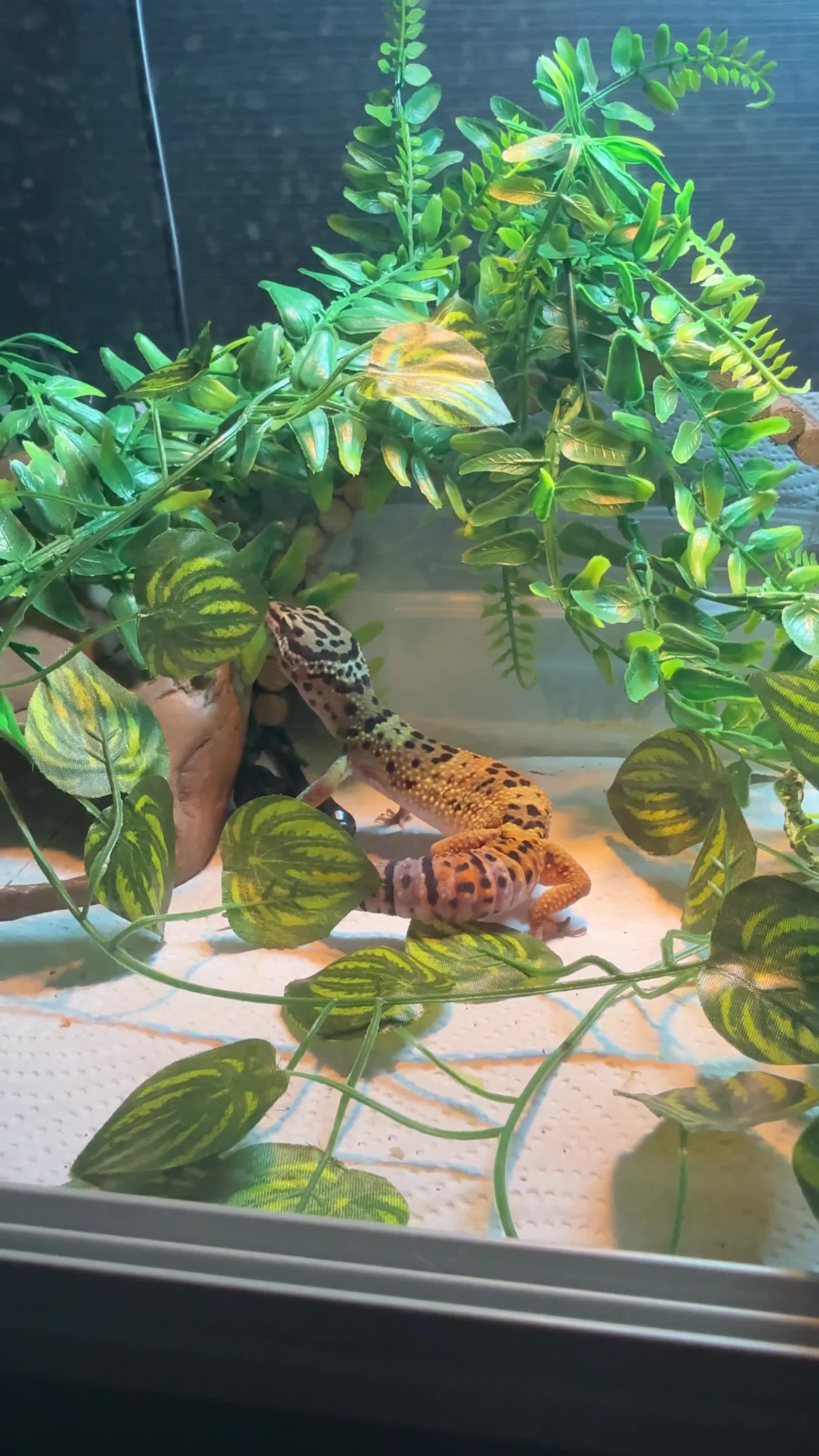 Leopard Gecko reptiles for sale: Normal Leopard Gecko - Video 2