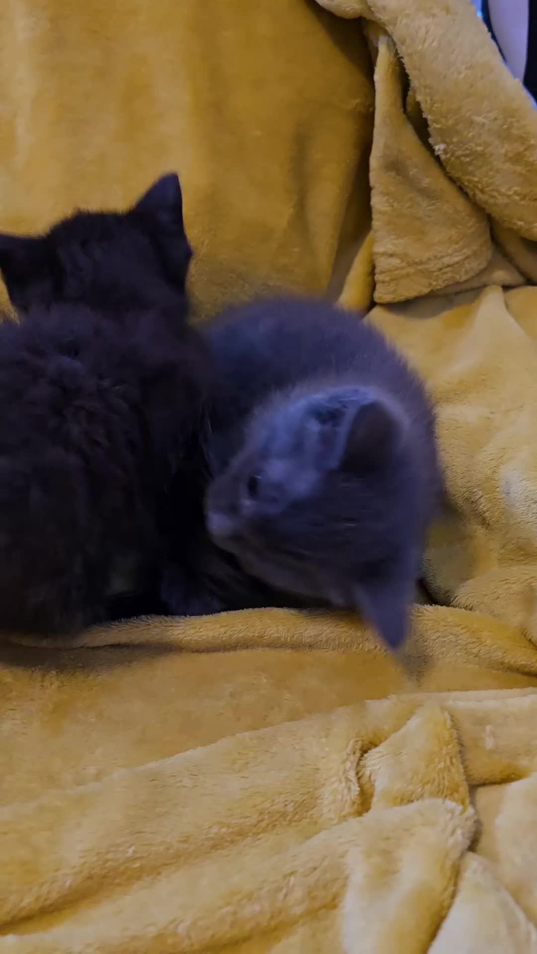 Ragdoll cats for sale: Gorgeous half ragdoll kittens - Video 5