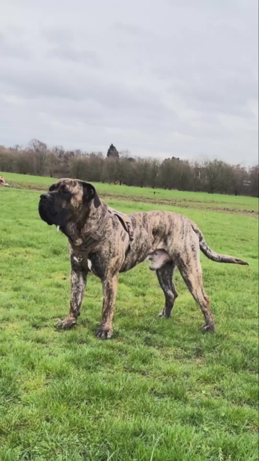Presa Canario dogs for stud: Presa Canario STUD  in Salford - Video 1