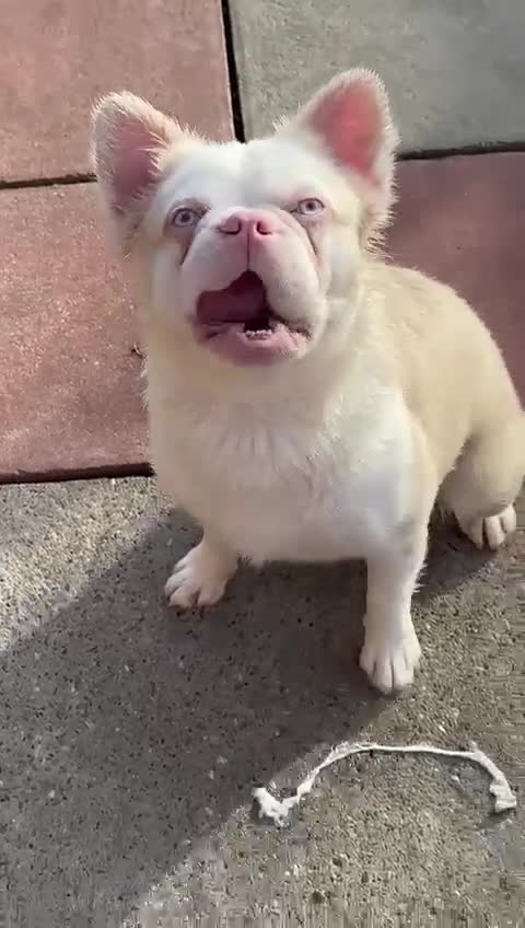 French Bulldog dogs for stud: 🔥 VISUAL PINK VISUAL FLUFFY HUSKY STUD 🔥  - Video 1