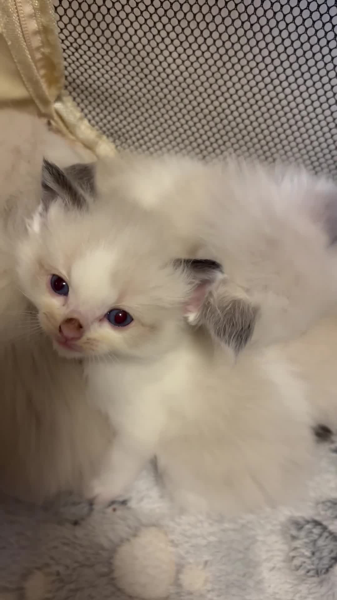 Ragdoll cats for sale: Mixed litter Ragdoll kittens  - Video 2