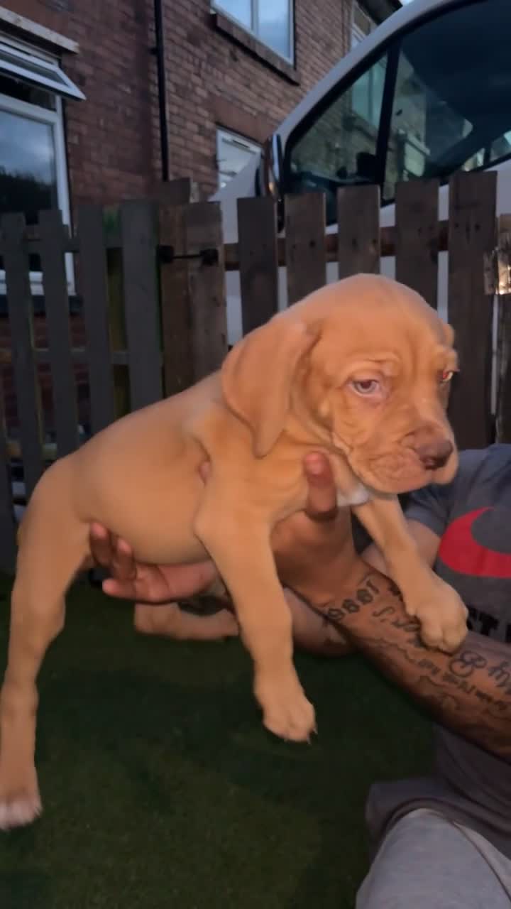 Mixed Breed dogs for sale: Dogue de Bordeaux / English mastiff  in Leeds - Video 3