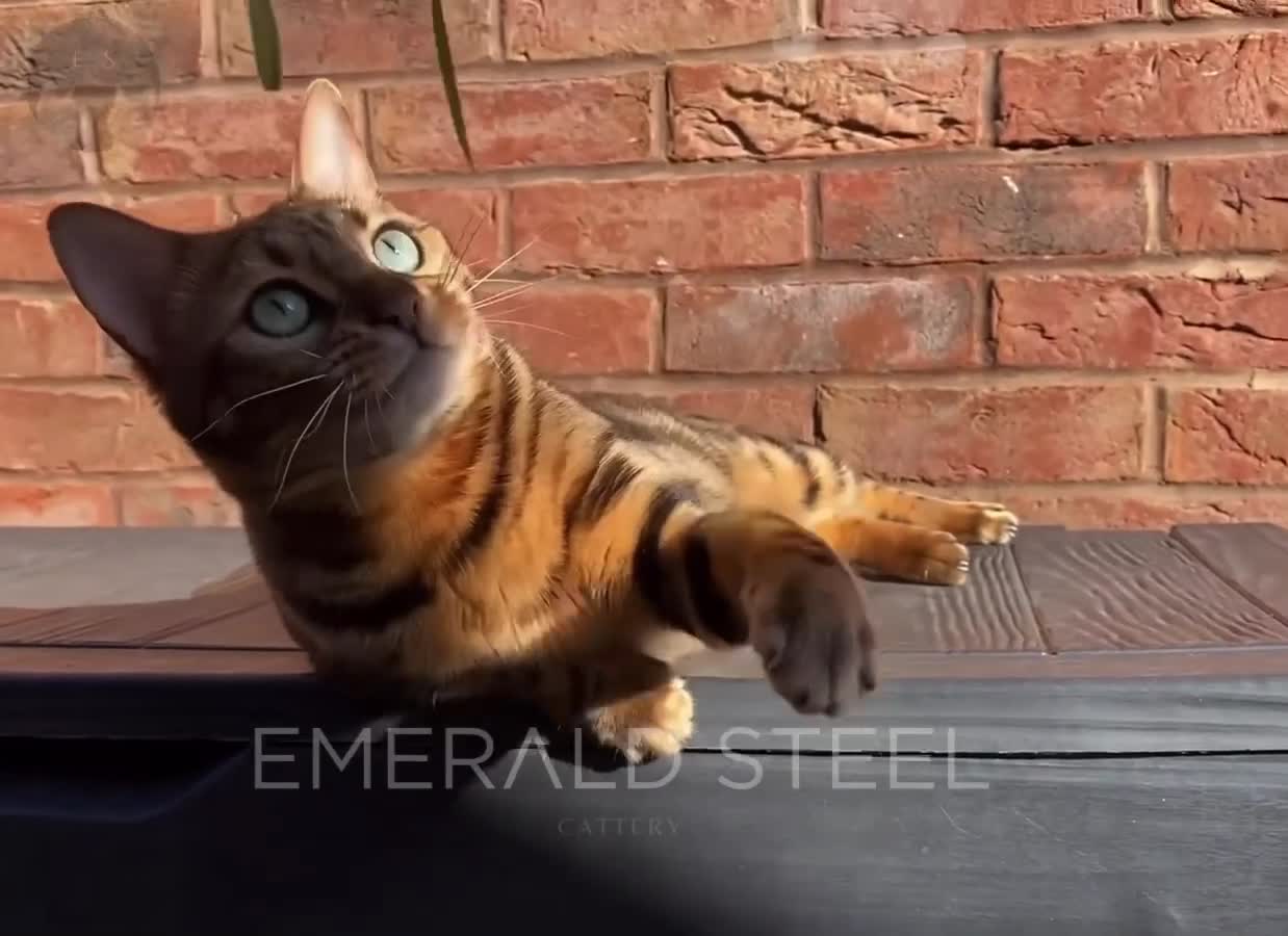 Bengal cats for sale: ⭐️TICA Triple Grand Champion⭐️ - Video 1