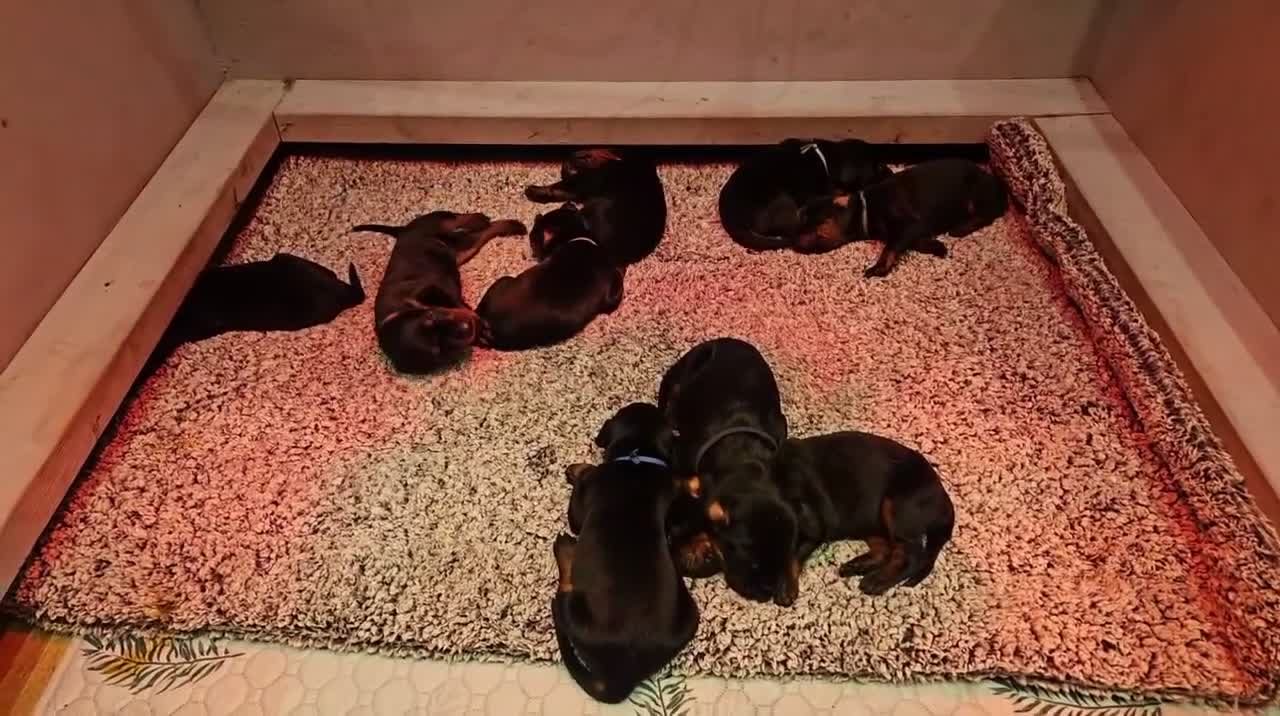 Dobermann dogs for sale: Kc registered Doberman puppies in Rugby - Video 1