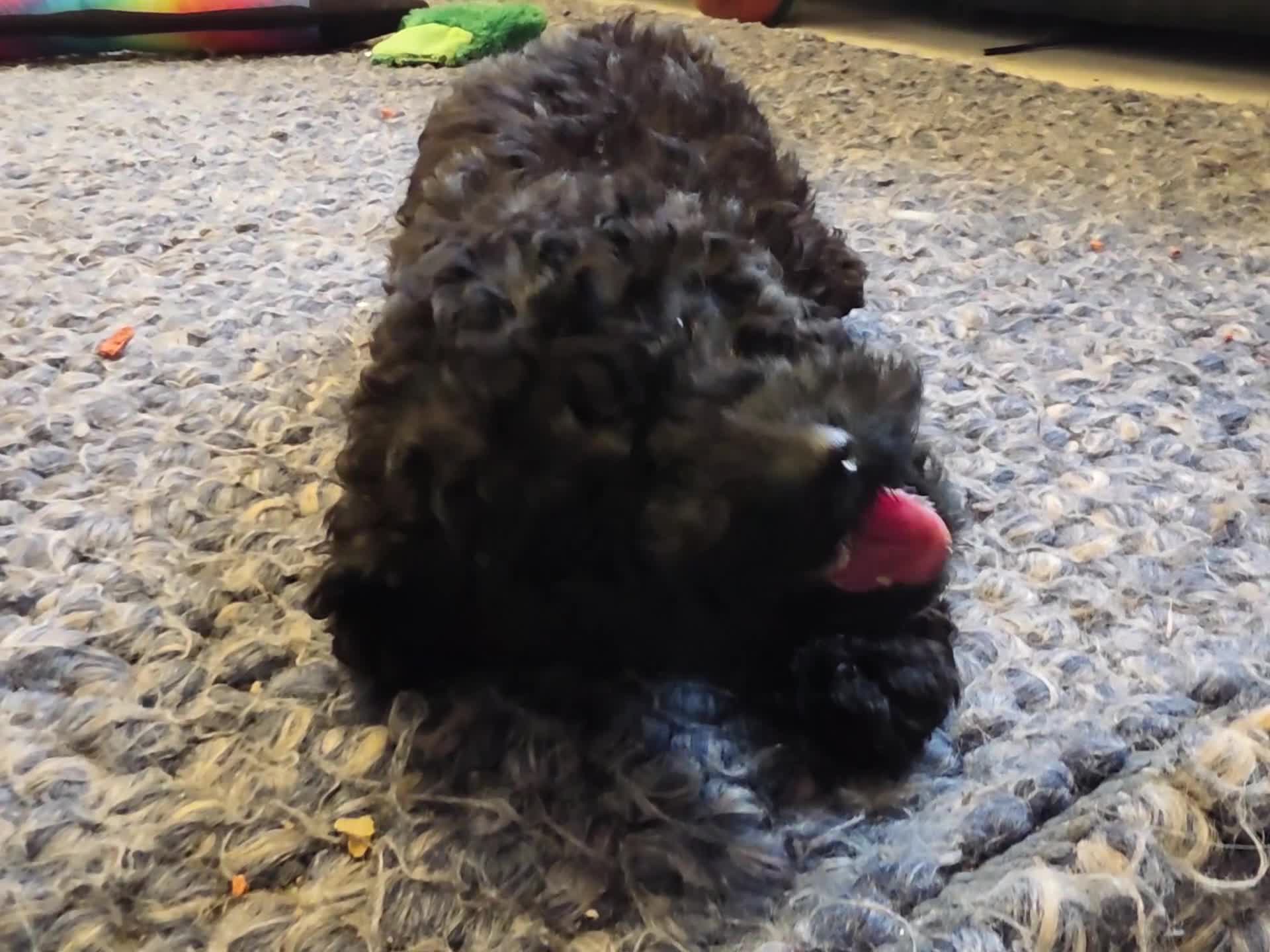Cockapoo dogs for sale: TeddyFce 8-Week-Cockapoo Pup intelligent  sit, paw - Video 2