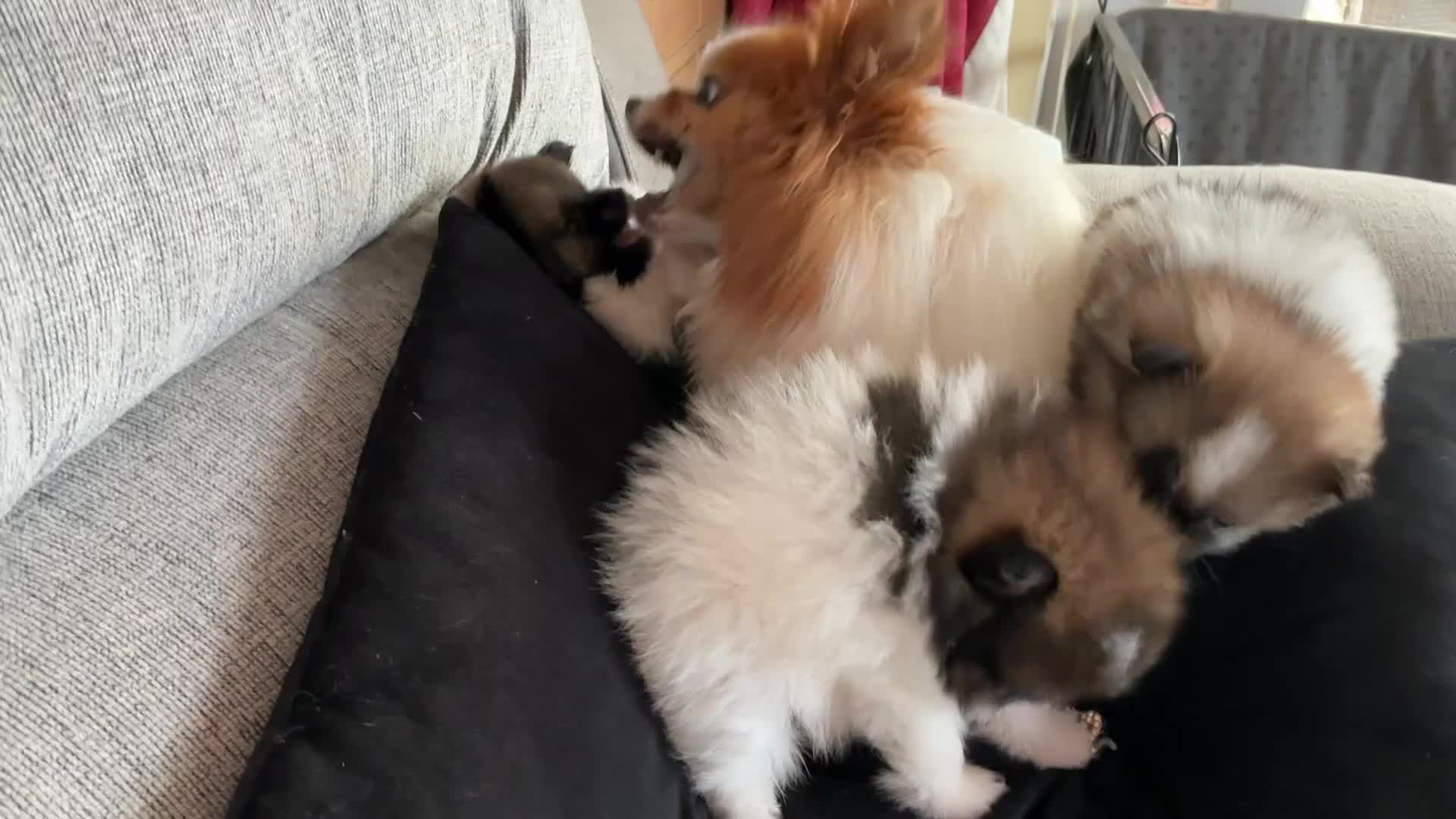 Pomeranian dogs for sale: True Tiny pomeranians teddy bear faced*ready now * - Video 2
