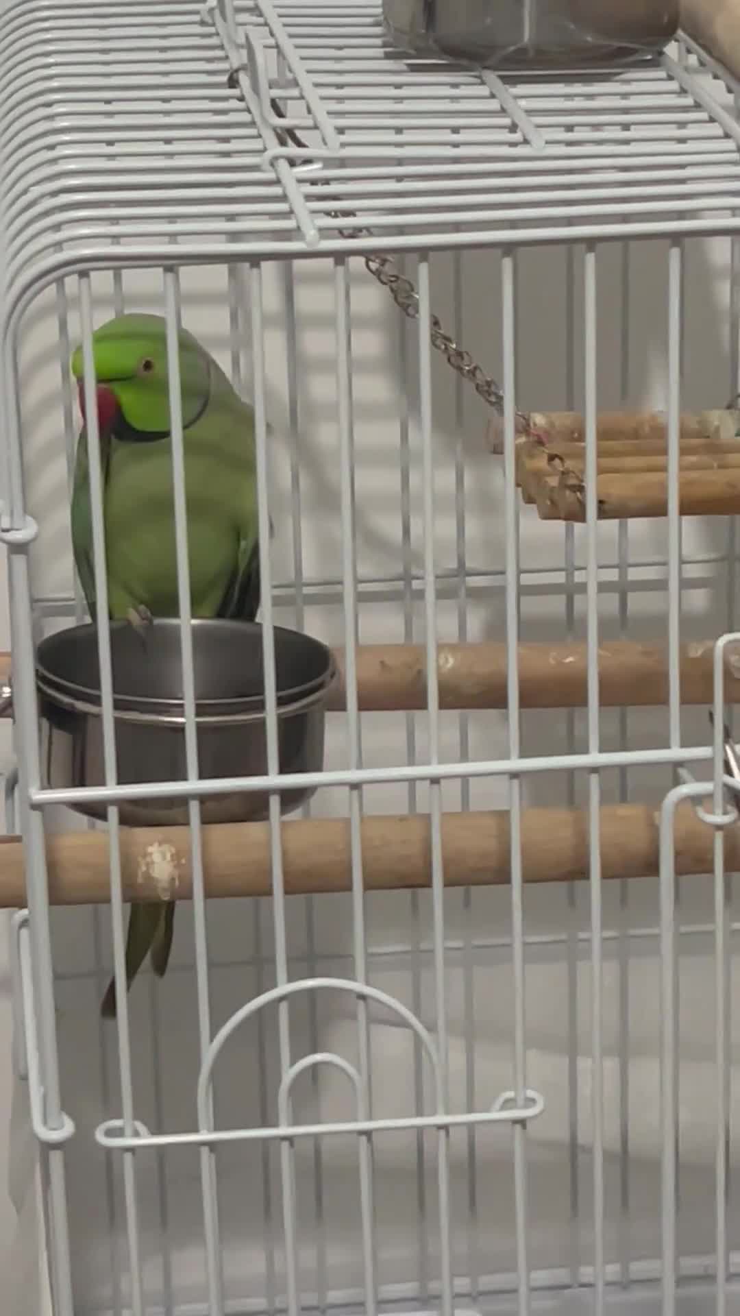 Ringnecks birds for sale: Max the Ringneck for sale - Video 1