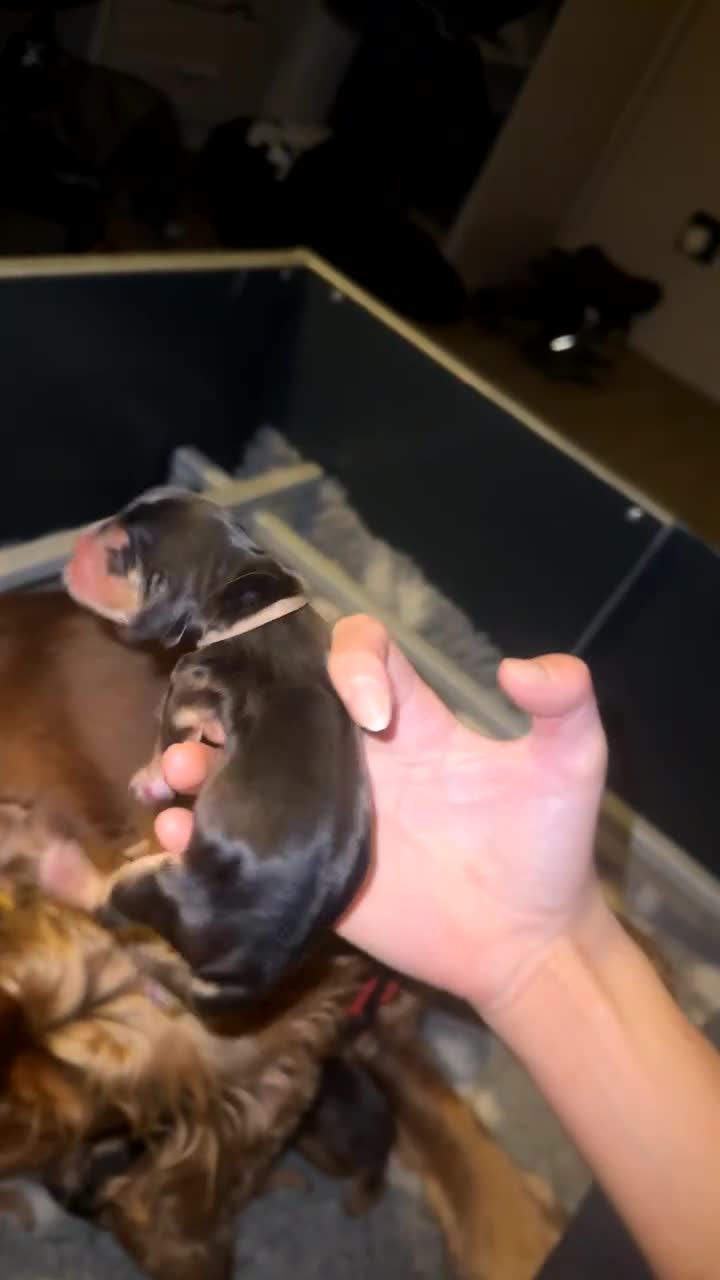 Cocker Spaniel dogs for sale: KC Reg Show Cocker Spaniel Puppies  - Video 5