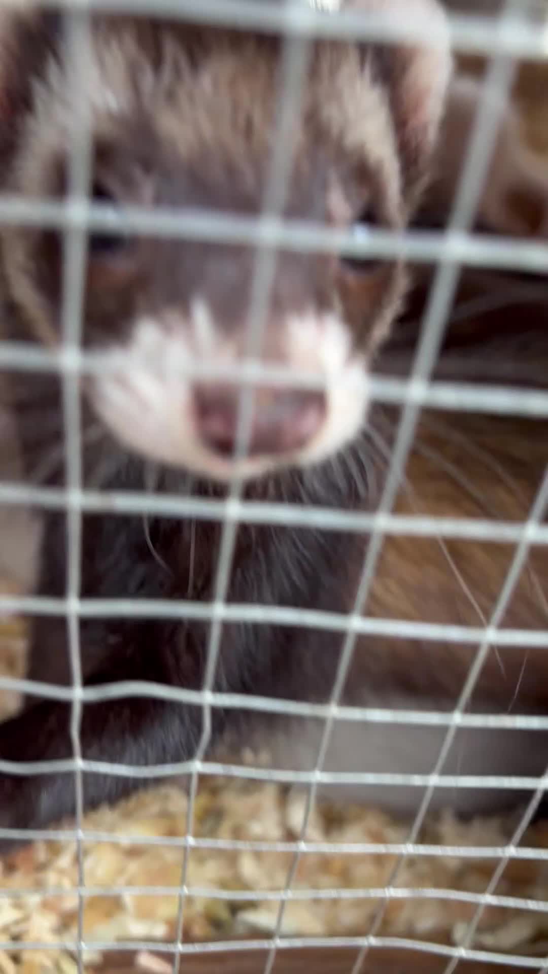 Ferret rodents for sale: Polecat kits  hobs and Jill’s  - Video 1