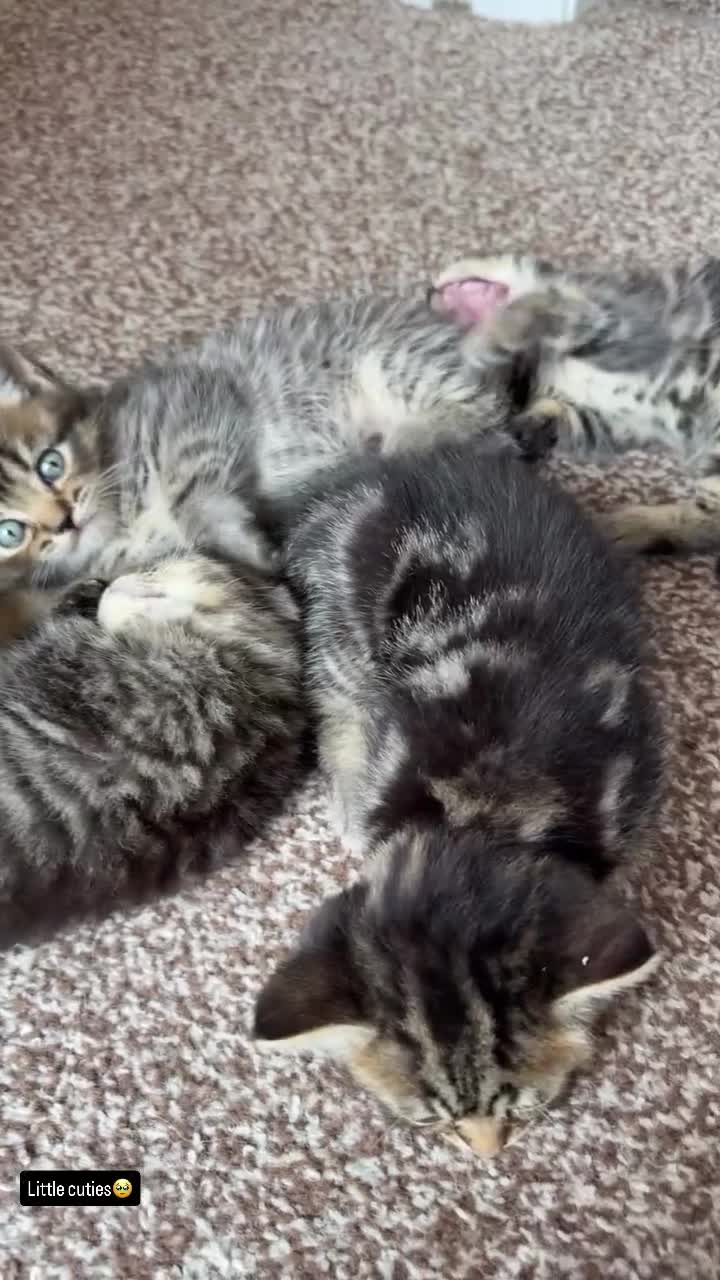 British Shorthair cats for sale: British Shorthair Crossbreed for Sale in Bolton - Video 1