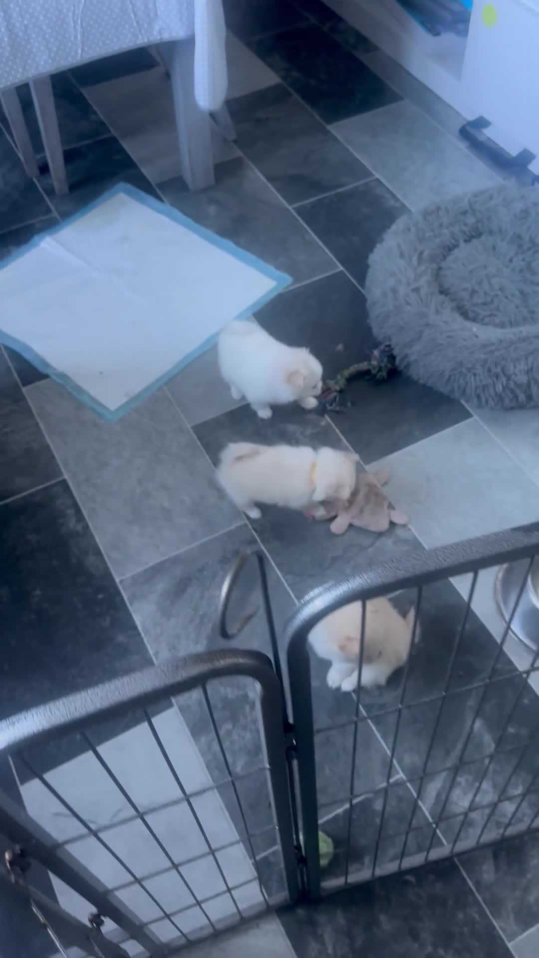 Pomeranian dogs for sale: Beautiful Russian blood line puppies - Video 2