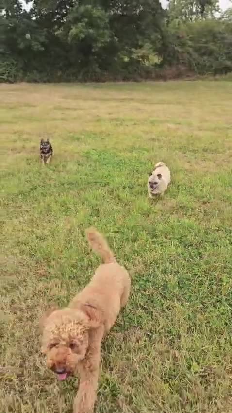 Jug dogs for sale: GIJIT - 11 years old. Loves cuddles 🩷 in Frome - Video 1
