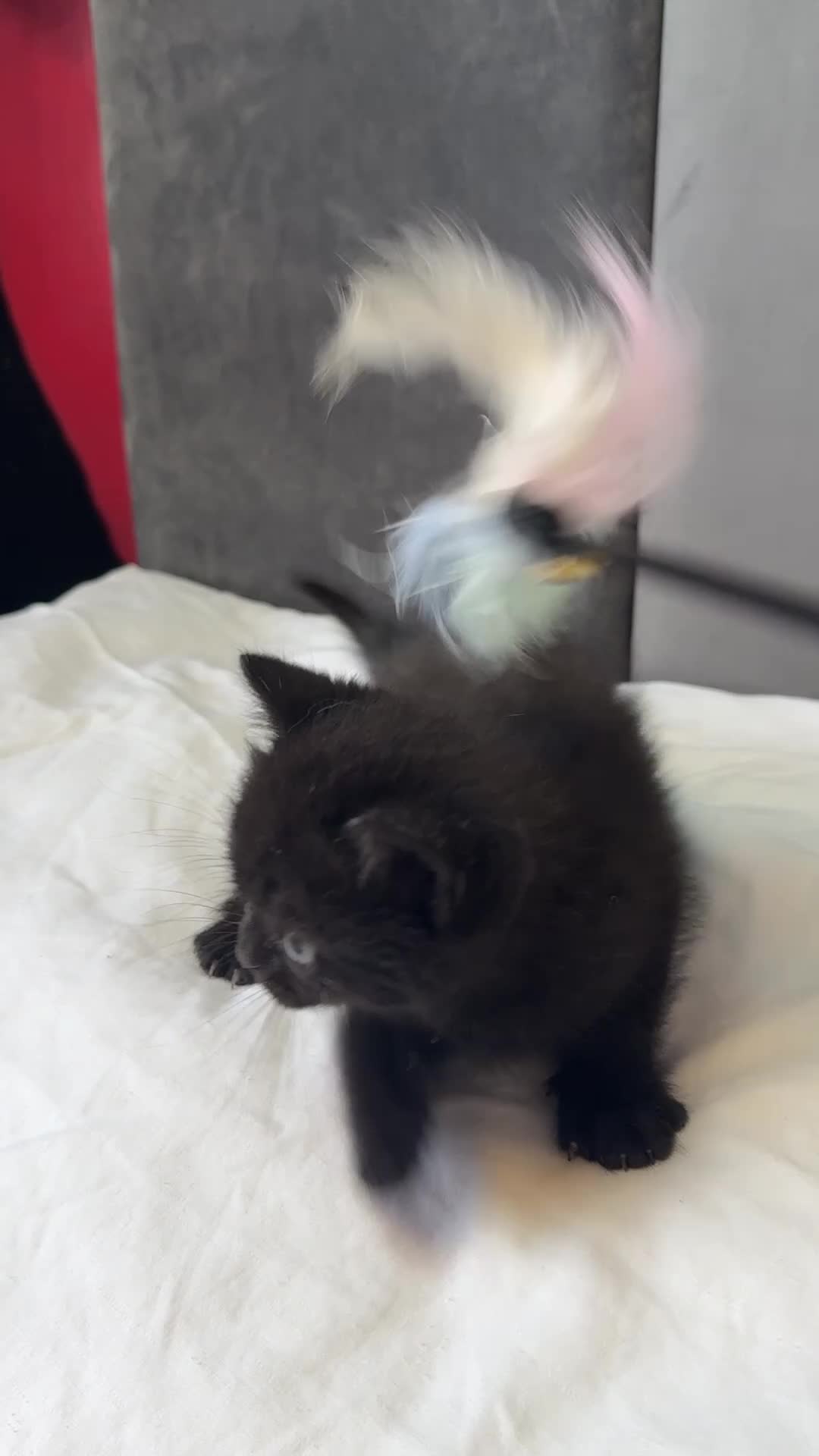 Scottish Fold cats for sale: Scottish Fold Kittens Available  - Video 3