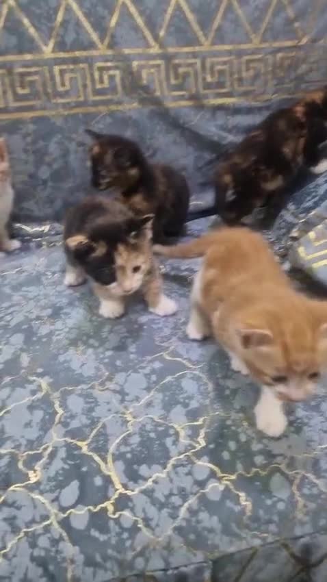 Mixed Breed cats for sale: 6 beautiful kittens for sale £200 EACH! - Video 1