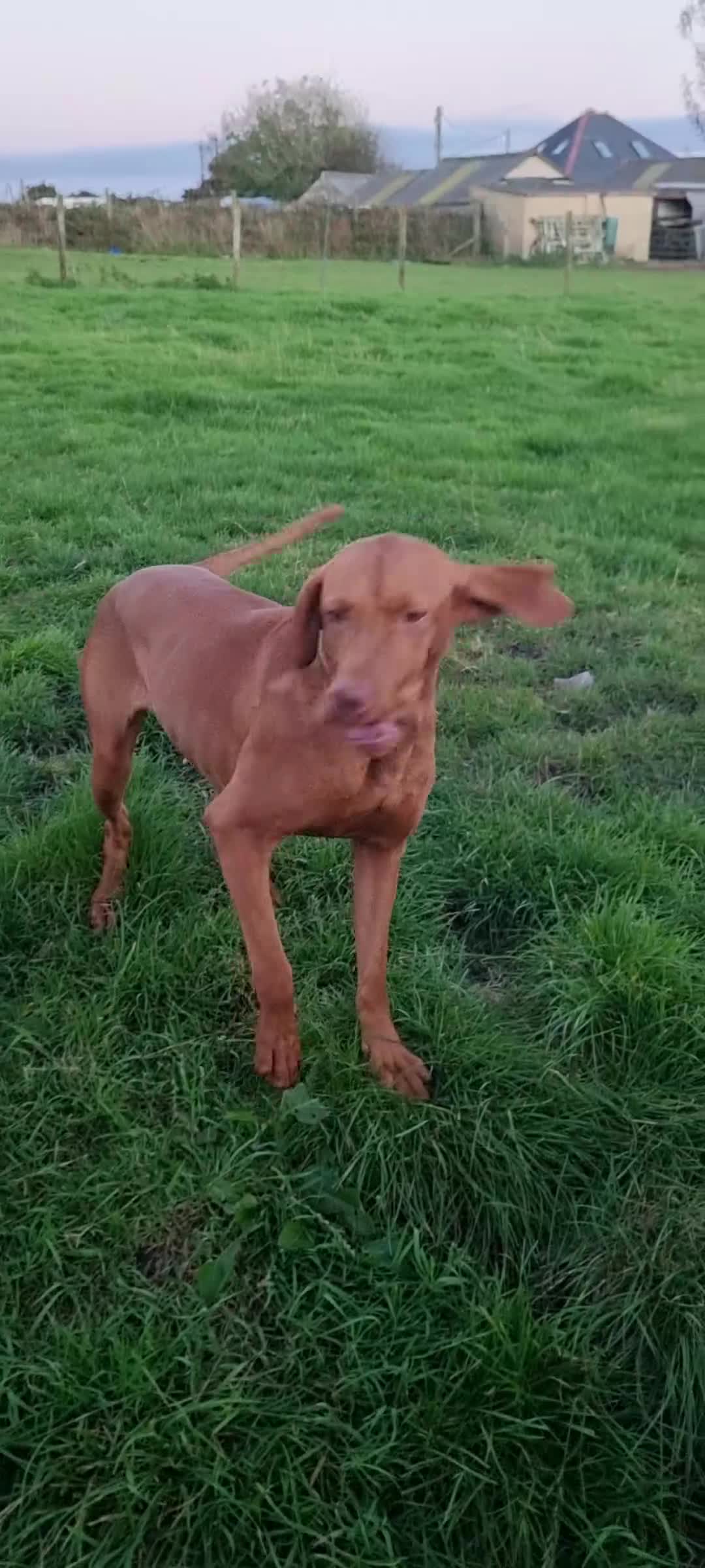 Hungarian Vizsla dogs for sale: Pedigree Hungarian Vizsla pups. Show/working/pet - Video 1