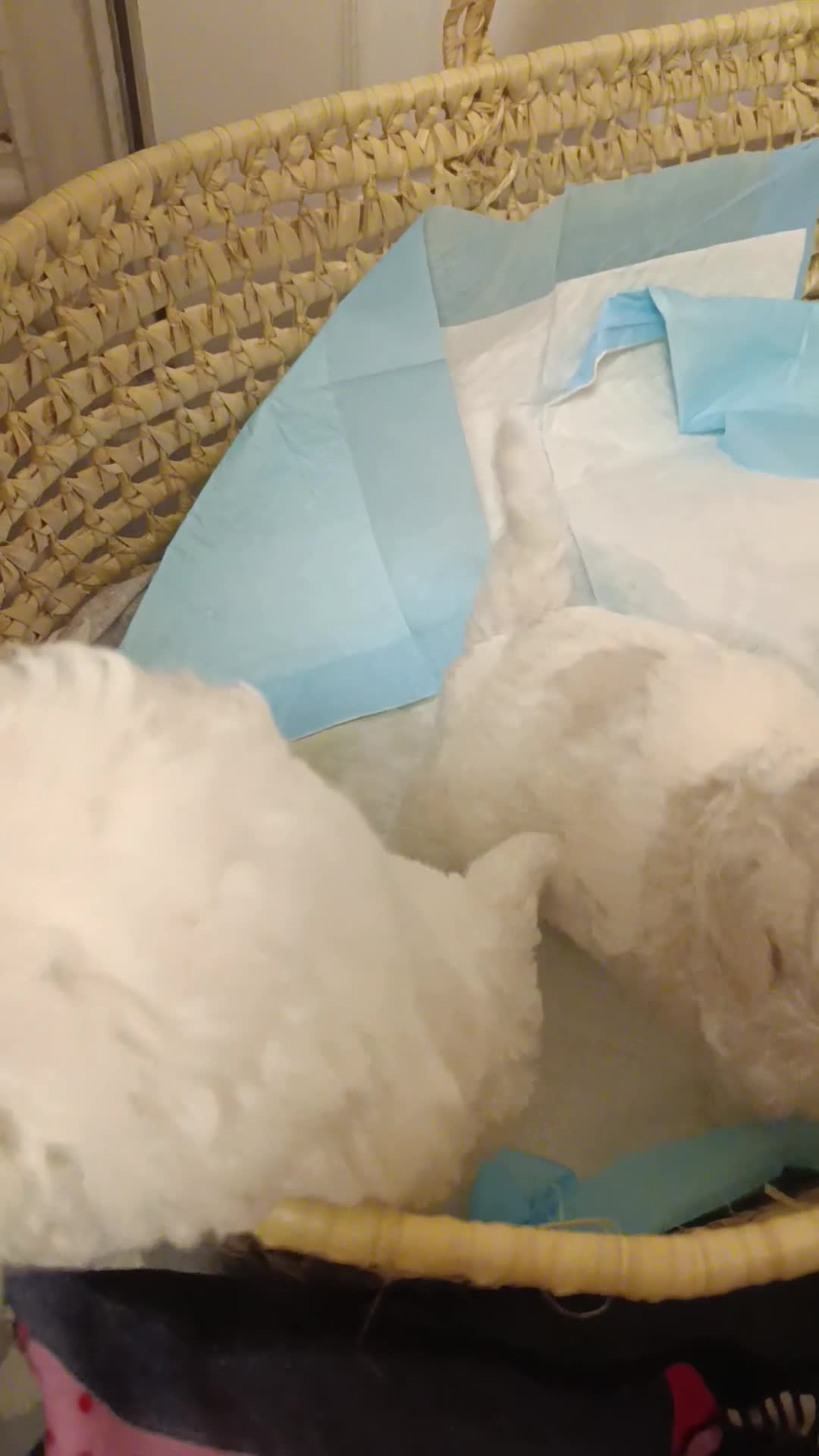 Bichon Frise dogs for sale: BISHON FRISE - Video 2