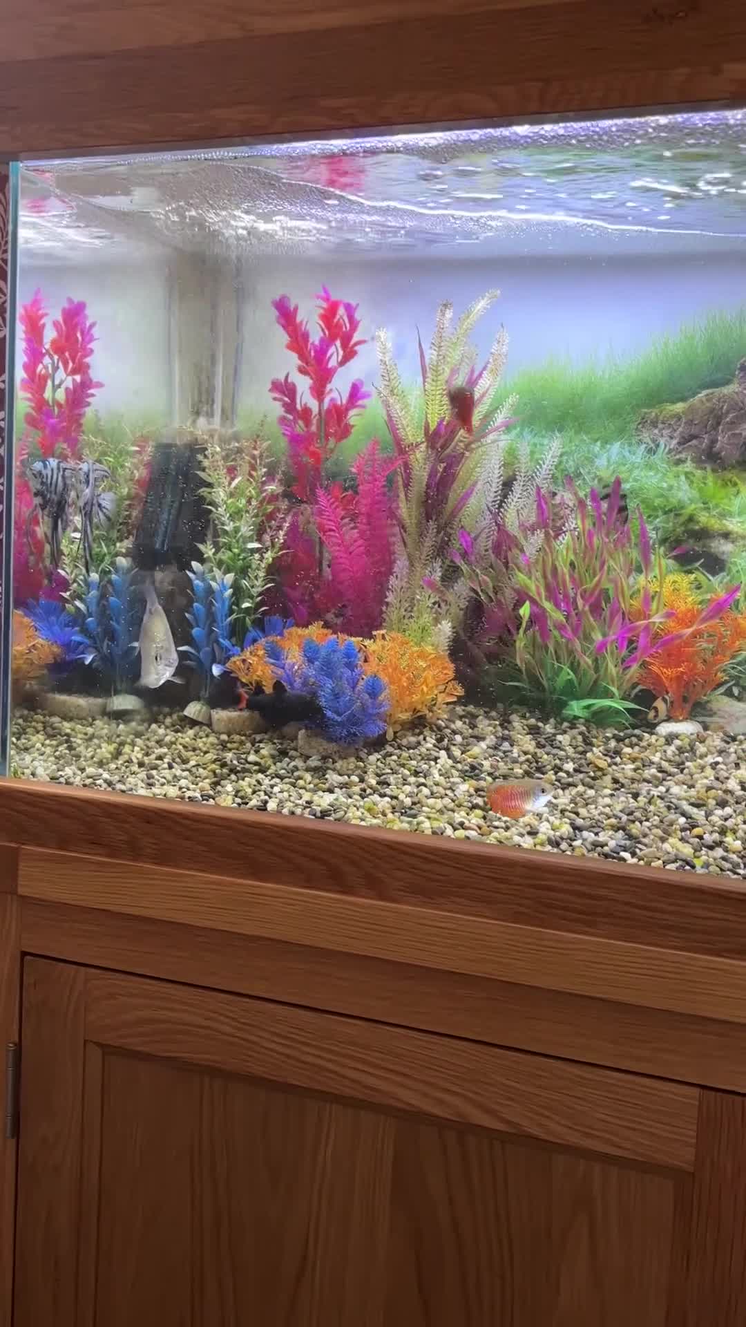 Other/Mixed Breed fish for sale: Fish tank complete  in Derby - Video 1