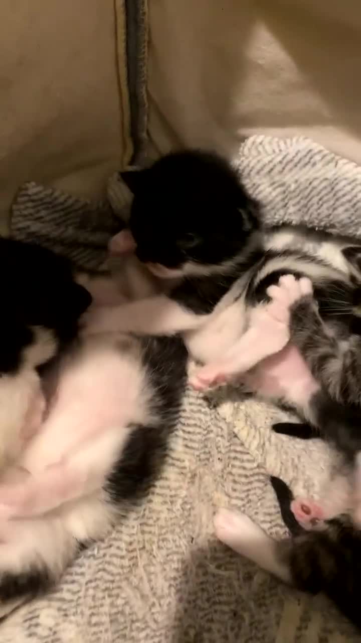 Mixed Breed cats for sale: Ragdoll/Mixed Breed Kittens for Sale - Video 1