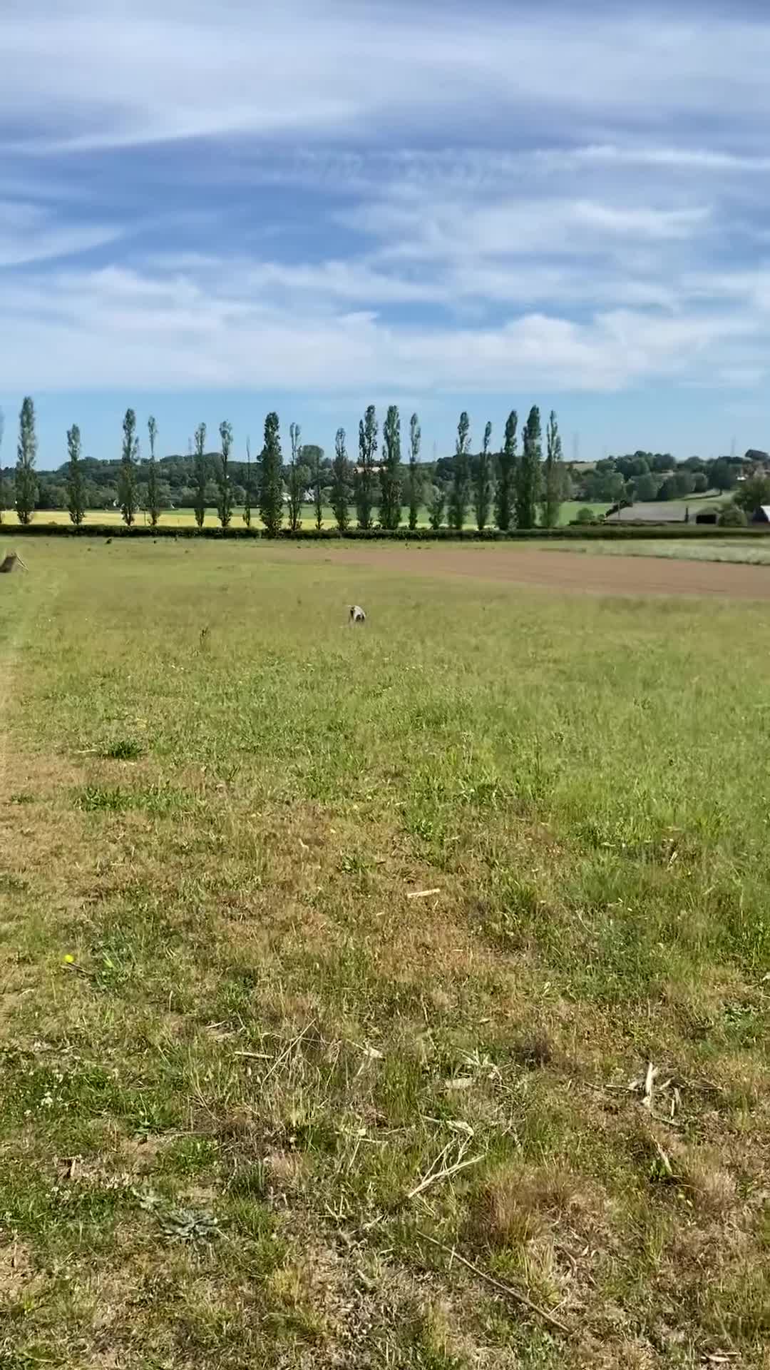 German Shorthaired Pointer dogs for sale: German short haired pointer 7 months old bitch - Video 1