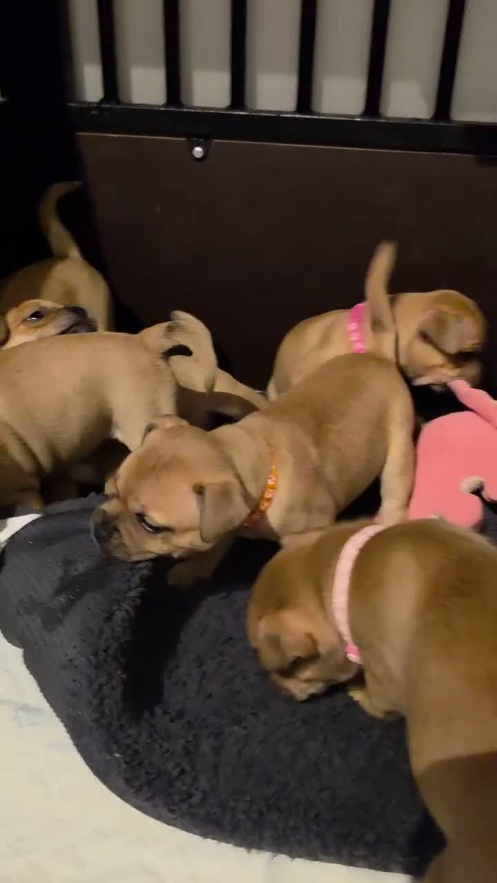 Staffordshire Bull Terrier dogs for sale: 8 red K C registered  puppies  - Video 2