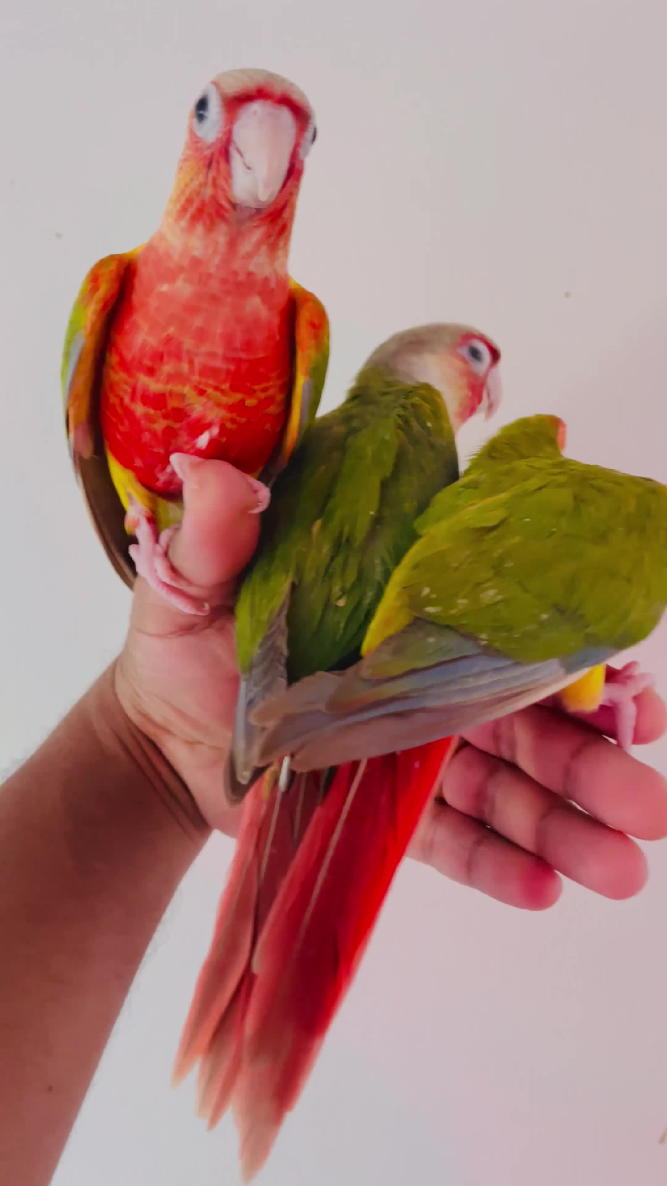 Conures birds for sale: Hand reared conures for sale  - Video 1