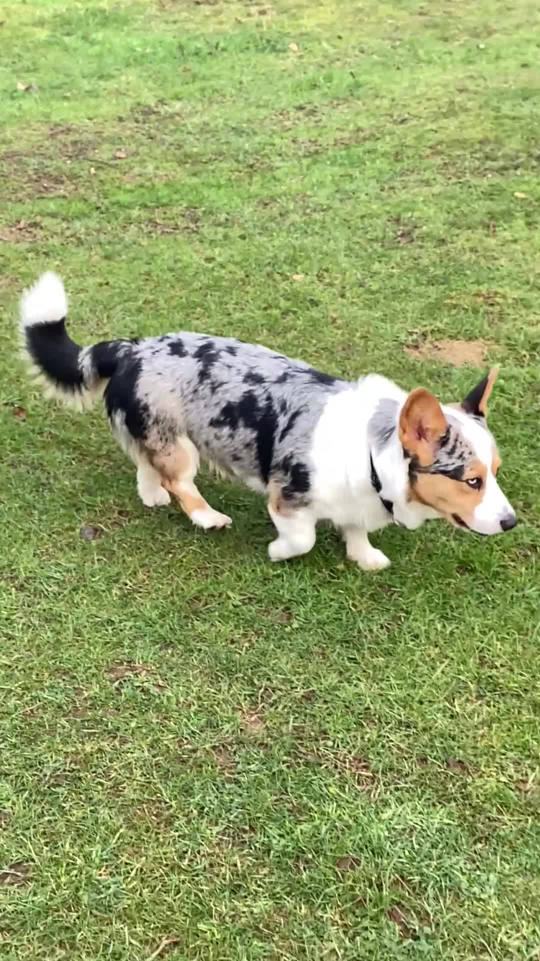 Welsh Corgi Cardigan dogs for stud: Merle Welsh Cardigan Corgi in Macclesfield - Video 1