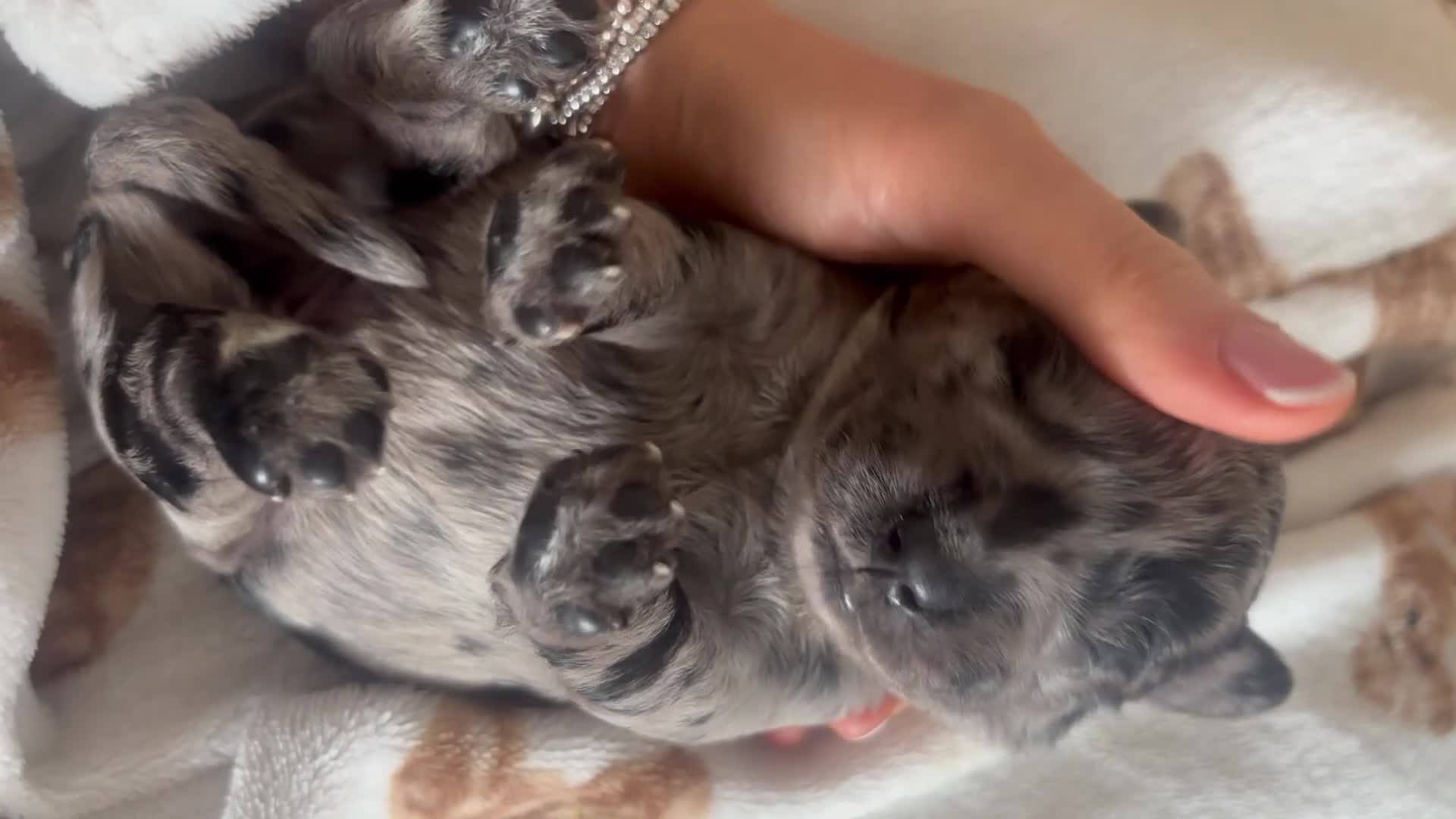 Labradoodle dogs for sale: Premium miniature Labradoodles - Video 1