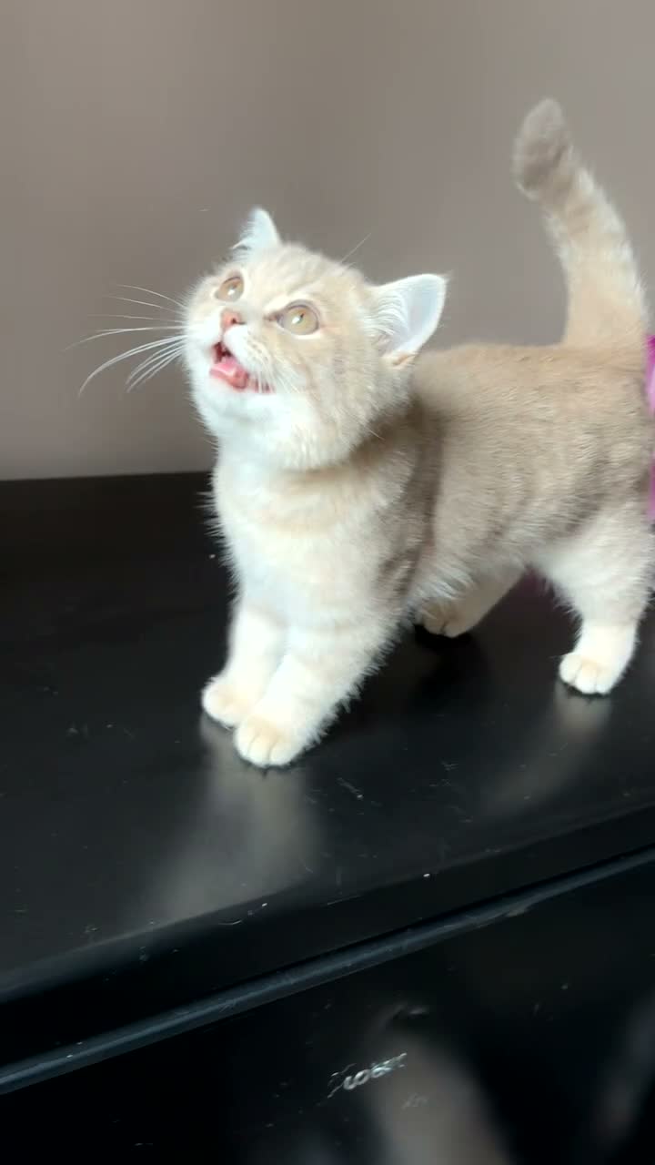 British Shorthair cats for sale: 1 BEAUTIFUL BRITISH SHORTHAIR LEFT - Video 2