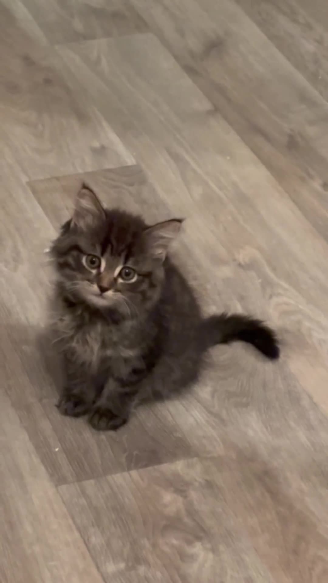 Norwegian Forest Cat cats for sale: Chunky Tabby kittens ready for their new homes  - Video 1
