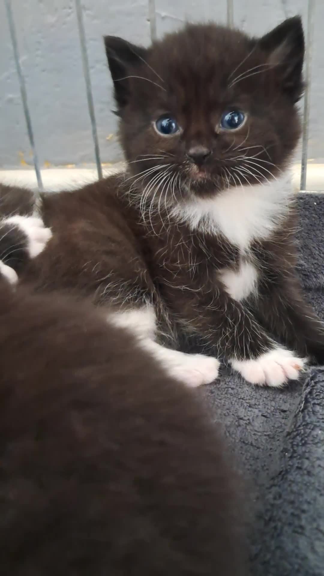 Mixed Breed cats for sale: 3 beautiful black and white kittens  - Video 1