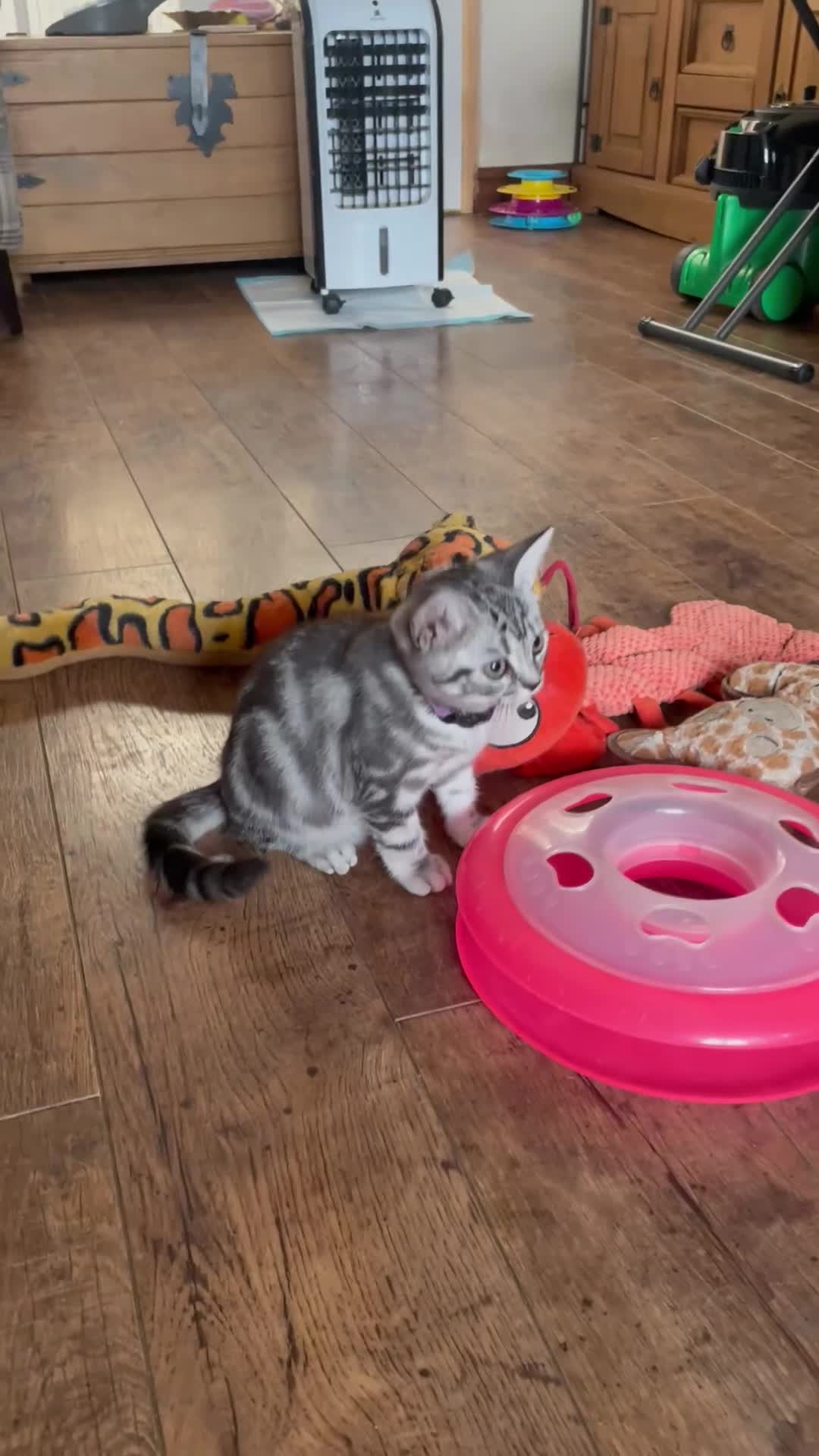 British Shorthair cats for sale: GCCF Classic Silver Tabby Kittens - Video 2