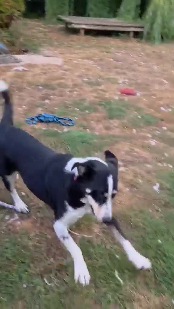Mixed Breed dogs for adoption:     🐾 Tommy 💙 Ready to find friends  - Video 3