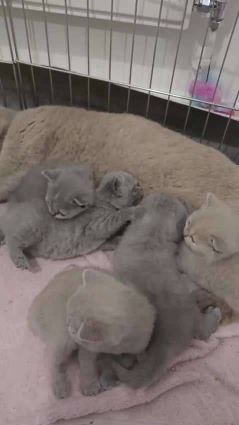 British Shorthair cats for sale: Champion Pedigree British Shorthair Kittens - Video 2