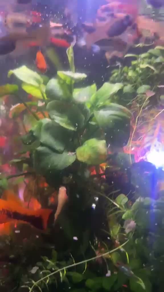 Other/Mixed Breed fish for sale: 80L Aquarium, Fish, Plants & Equipment in London - Video 2