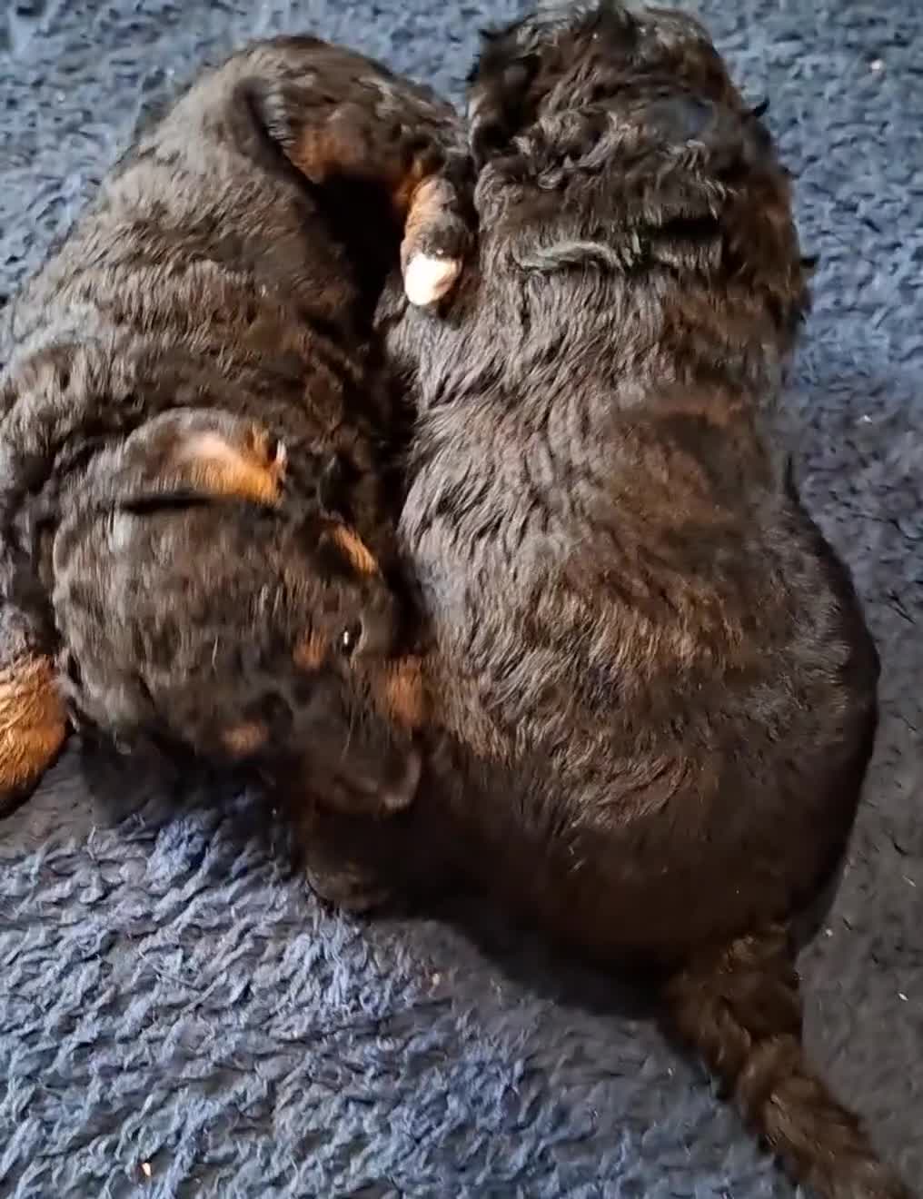 Jackapoo dogs for sale: 3 female Jackapoos - Video 1