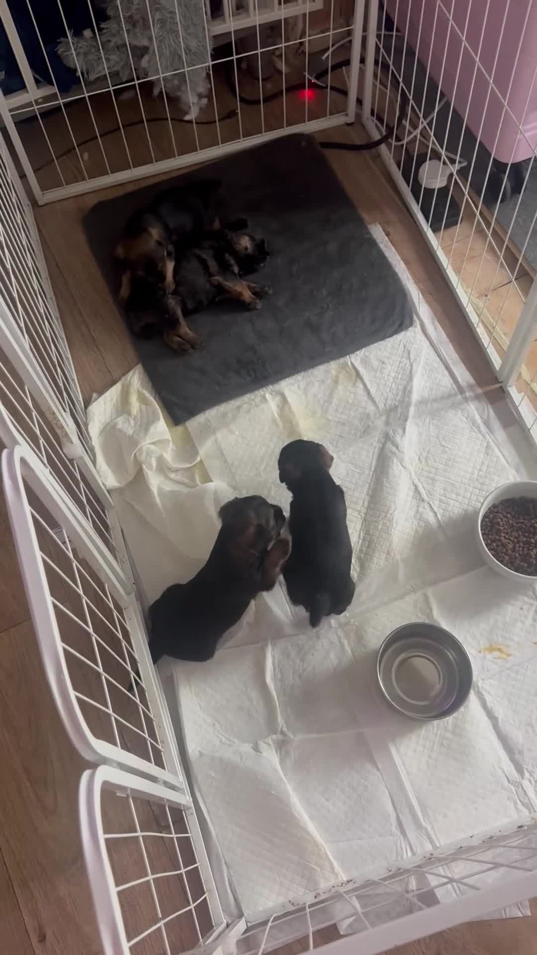 Border Terrier dogs for sale: Border terriers  - Video 1