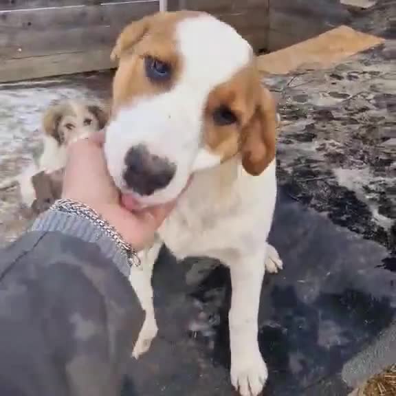 Mixed Breed dogs for adoption: MELODY ( FOSTER TO ADOPT)  - Video 1