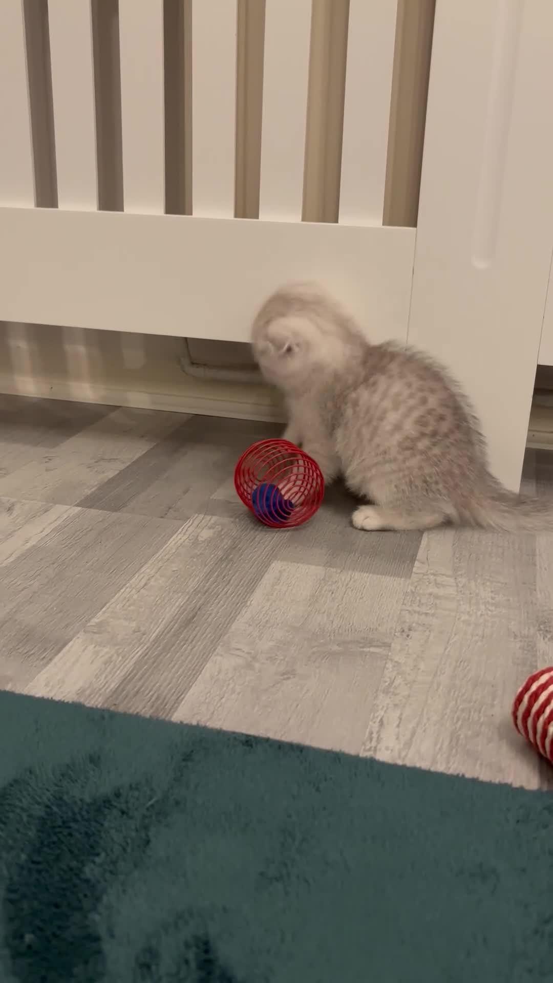 Scottish Fold cats for sale: Snow spot Scottish fold kittens - Video 3