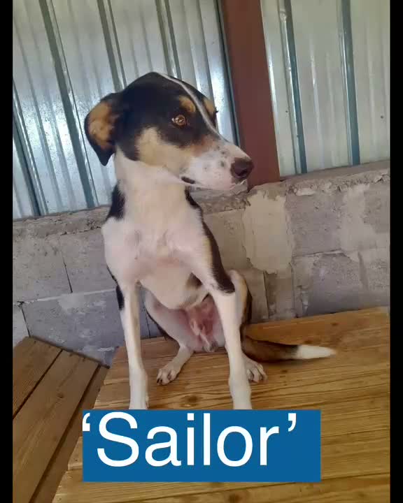 Mixed Breed dogs for adoption: Sailor Boy, 2 yrs approx. Available for adoption. in Brixham - Video 1