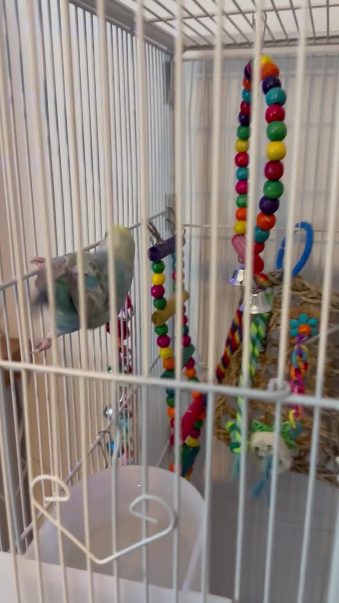 Budgerigars birds for sale: Two male budgies 6 months old in blue shades - Video 1