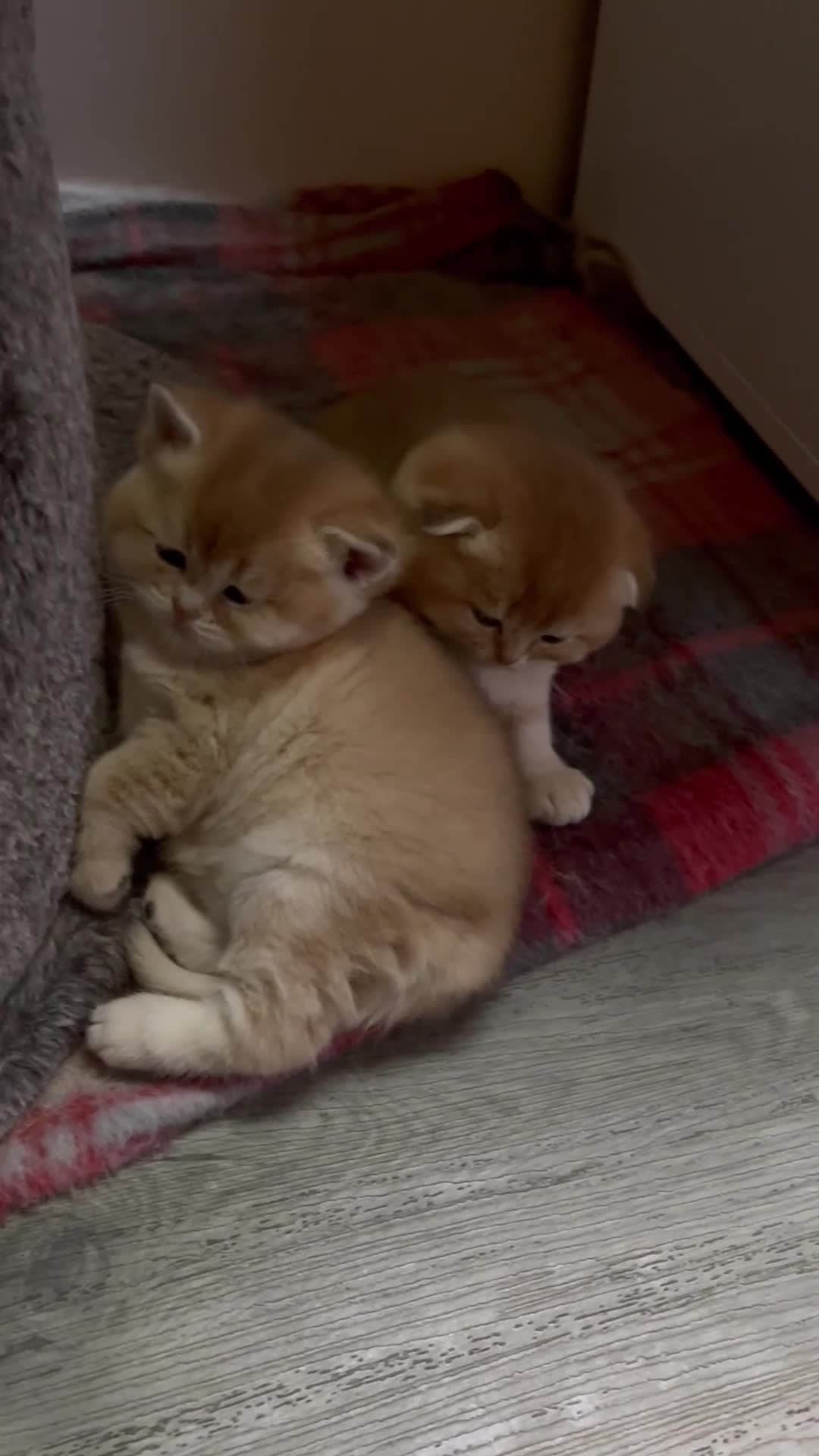 Scottish Fold cats for sale: LUXURY GOLDEN CHINCHILLA  SCOTTISH FOLD KITTENS - Video 4