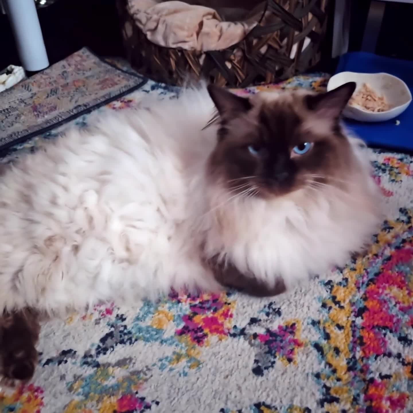 Ragdoll cats for sale: ✨️ GCCF Ragdoll male - Calm, Affectionate, 2y ✨ 🐾 - Video 1