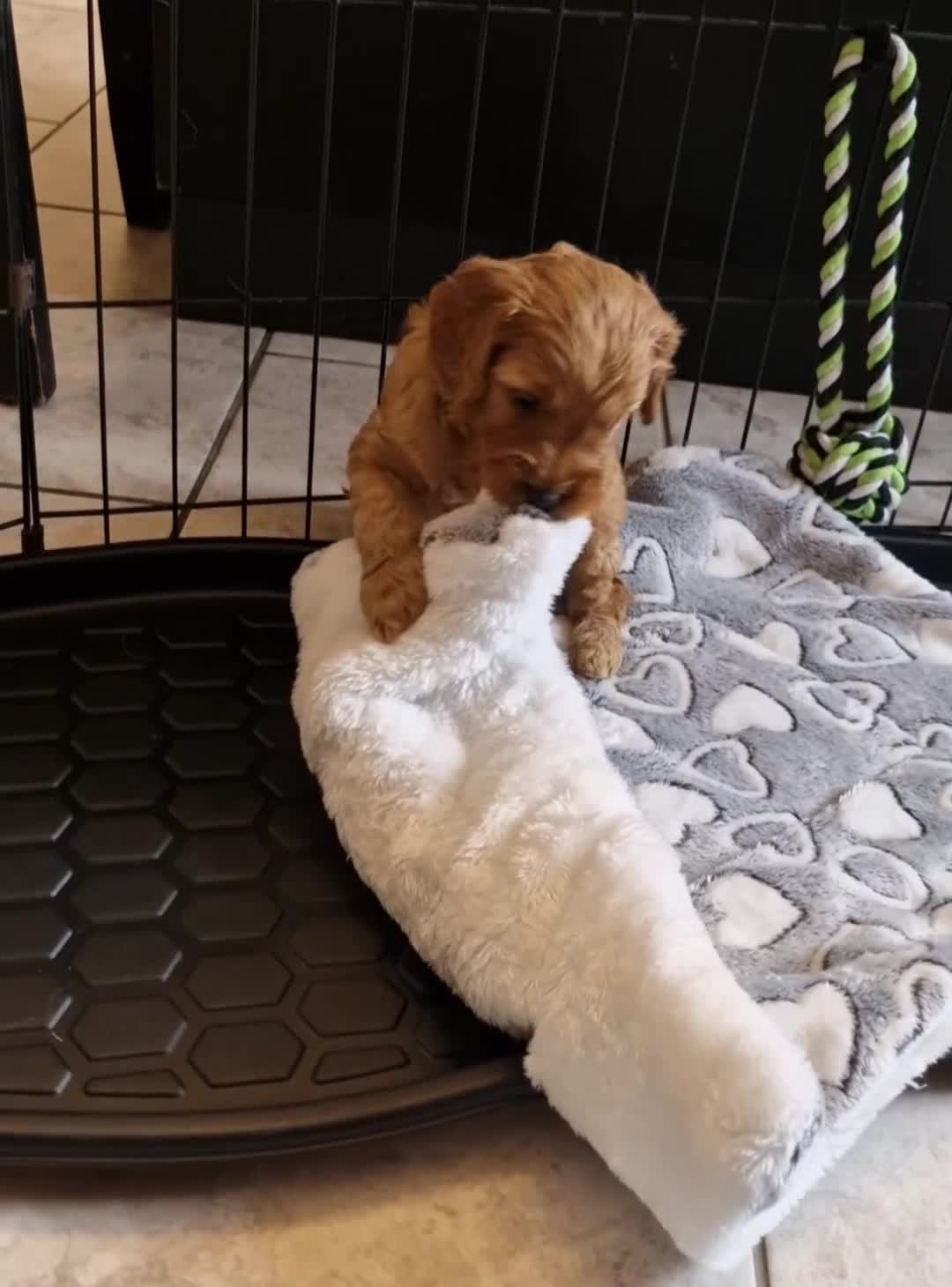 Mini Goldendoodle dogs for sale: F1 Miniature Goldendoodle for sale  - Video 2